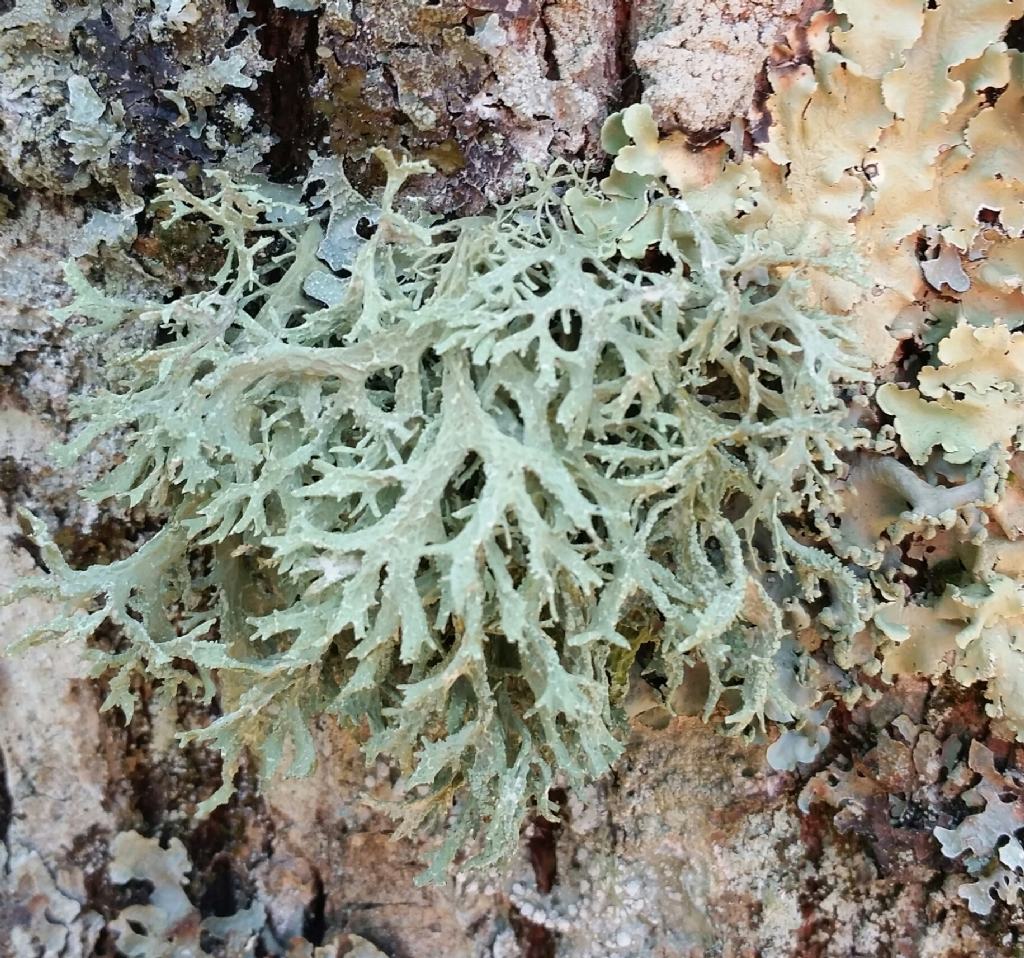 Lichene su castagno1